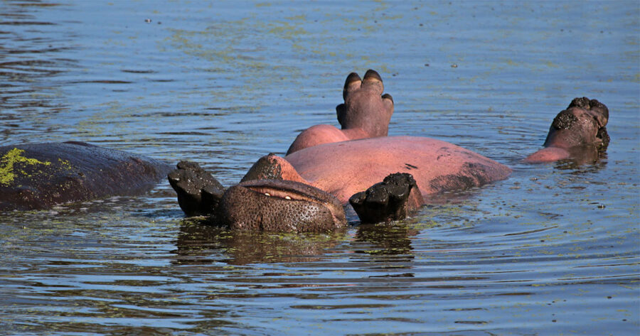 Happy Hippo Snapped Suntanning in the Kruger National Park