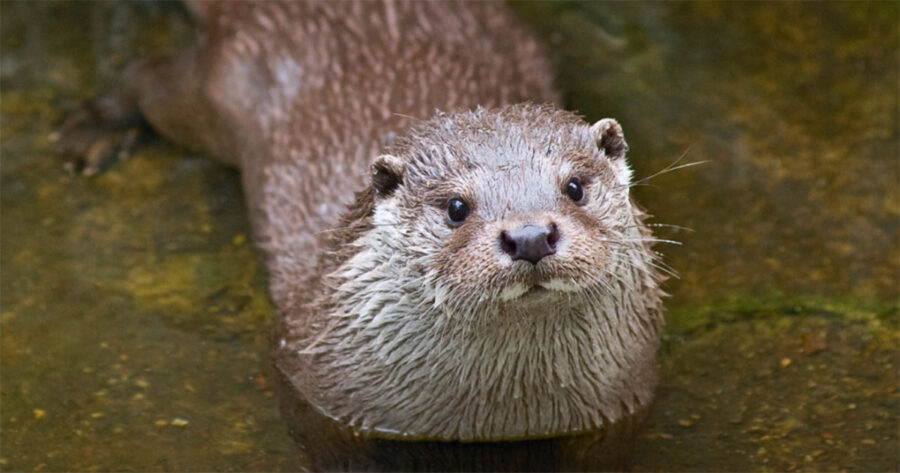 African Clawless Otters in the Western Cape
