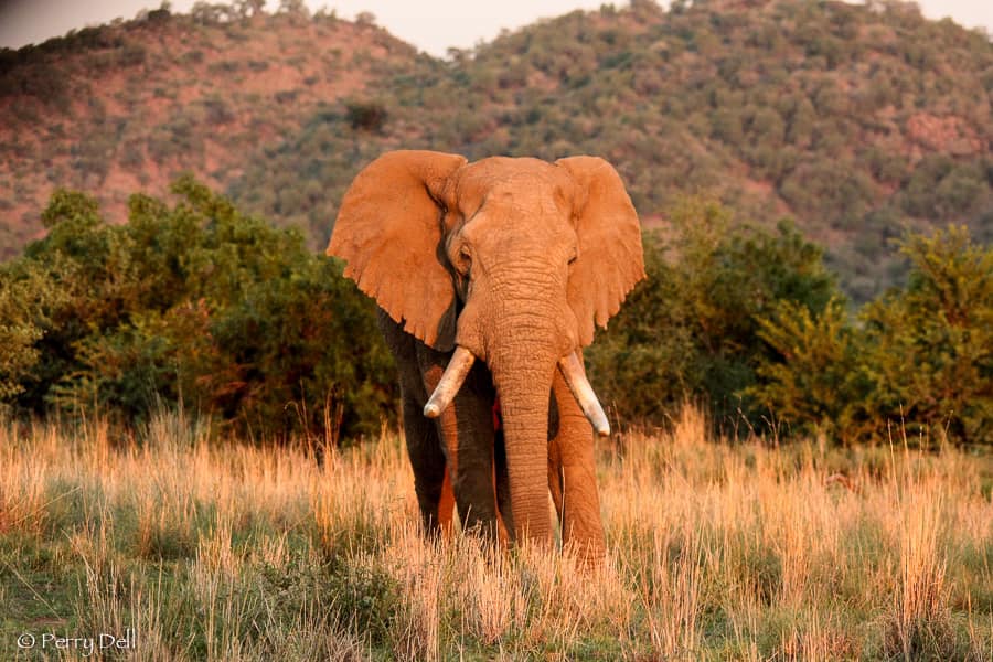 Amarula elephant passes away