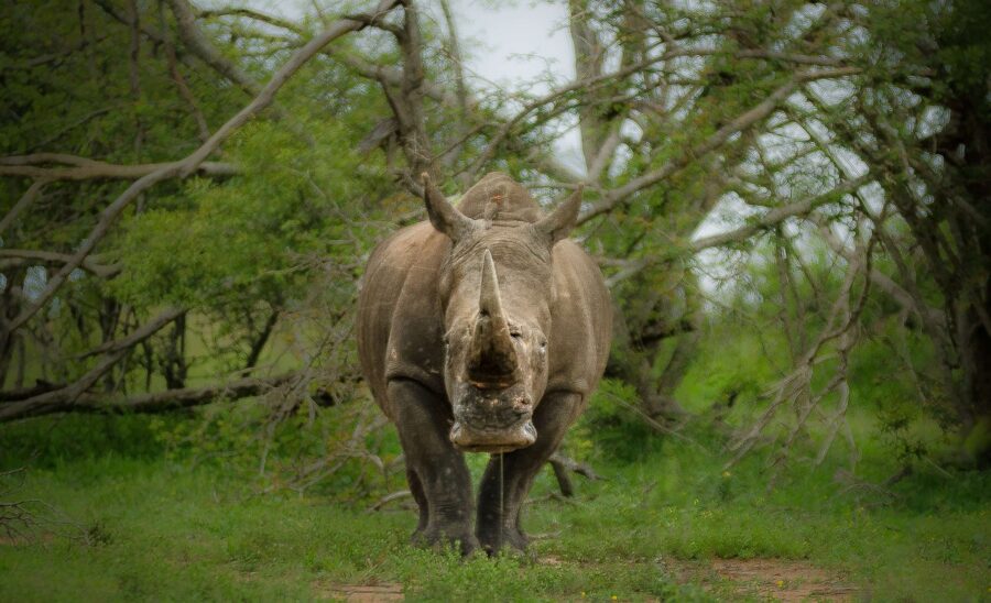 Rhino poachers from the Eastern Cape sentenced.