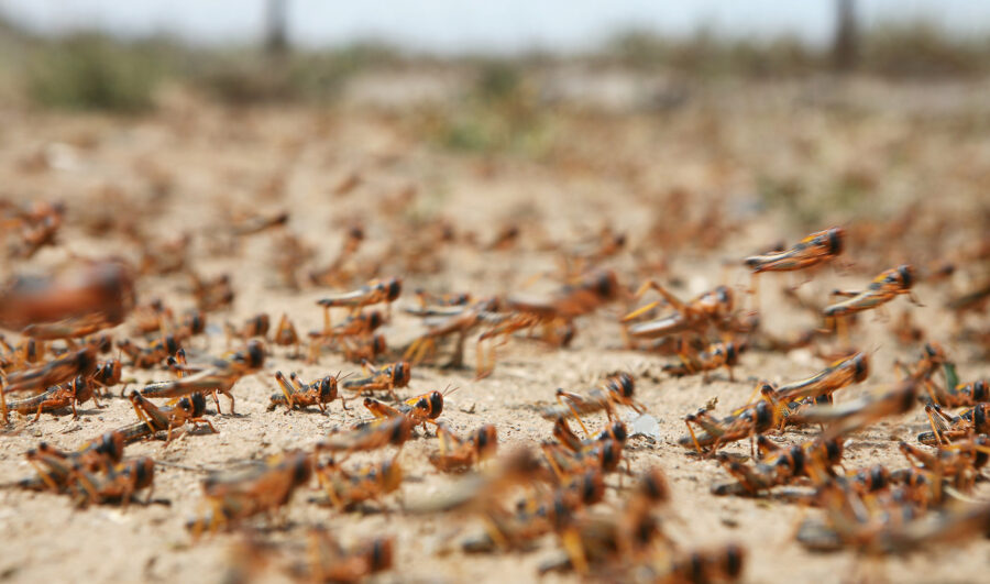 Locust Disaster in South Africa: Government Urged to Increase Efforts to Combat Invasion