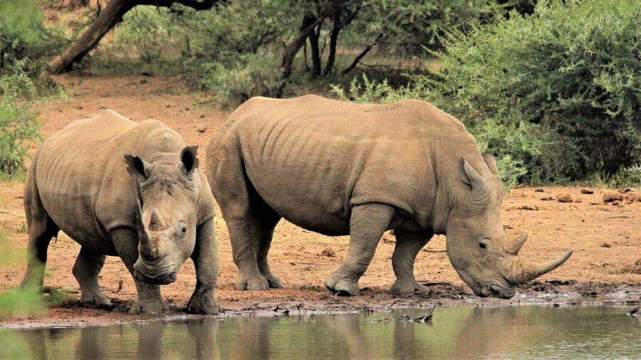 KZN Rhino Poaching Report