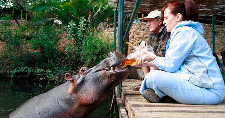 Game ranger, Tonie and his wife, Shirley Joubert, adopted Jessica when she was only a few days old, after they found her on the banks of the Blyde River during a flood 22 years ago. Her favourite snack is Rooibos of which she drinks 20 litres a day.