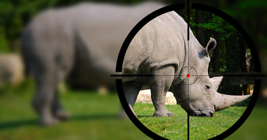 Rhino poaching South Africa