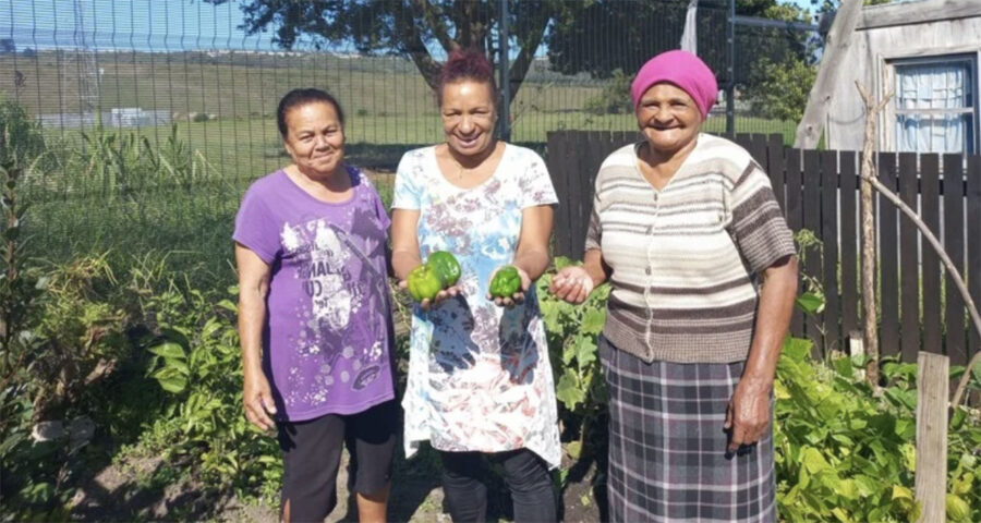 From left: Sophie Sauir, Leoni Pasja and Iris Telmaggiers, harvesting green peppers from Sauir’s garden. Photo: Siphokazi Mnyobe