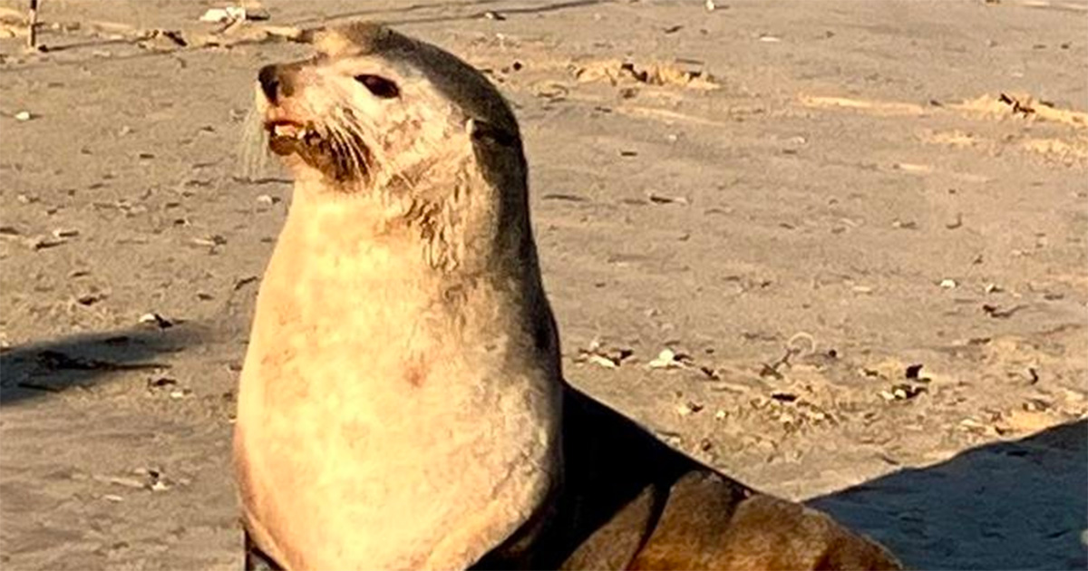 Felix-sub-antarctic-fur-seal-South-Africa