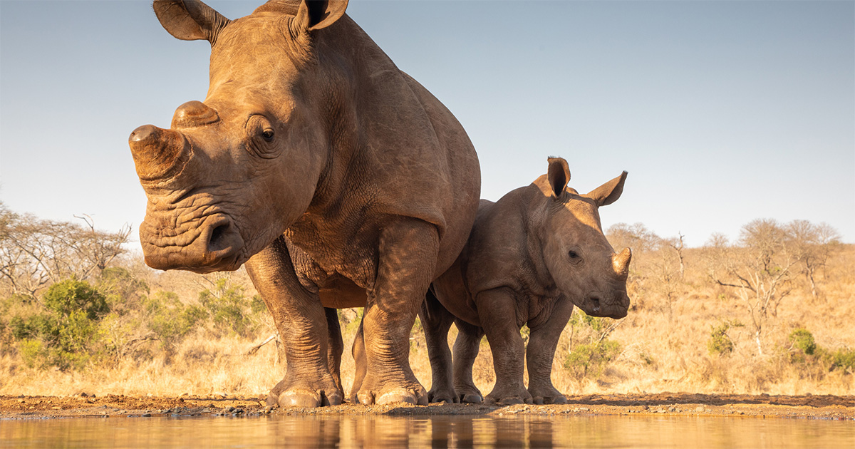 Rhino poaching South Africa.