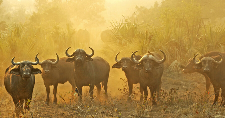 Kruger Field Ranger Tragically Killed During Confrontation with Buffalo