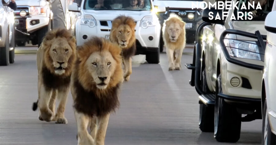 4 Massive Lions Create Coolest Traffic Jam Ever, in Kruger National Park, South Africa