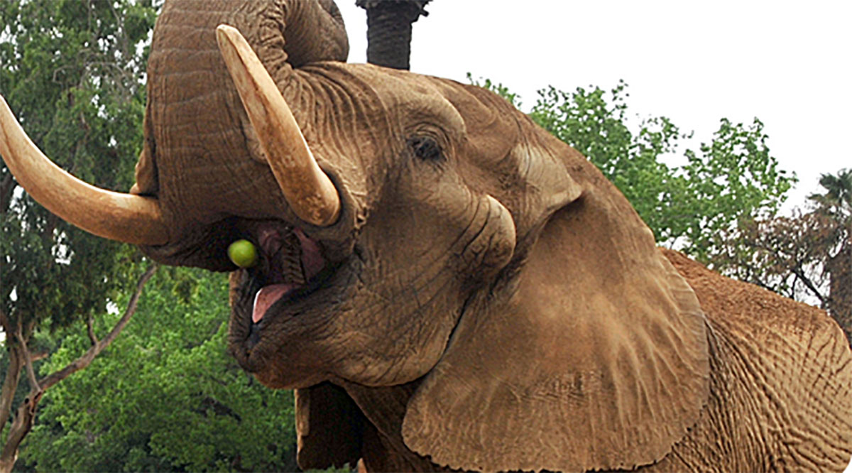 Pretoria Zoo’s Famous Elephant Charlie to be Retired