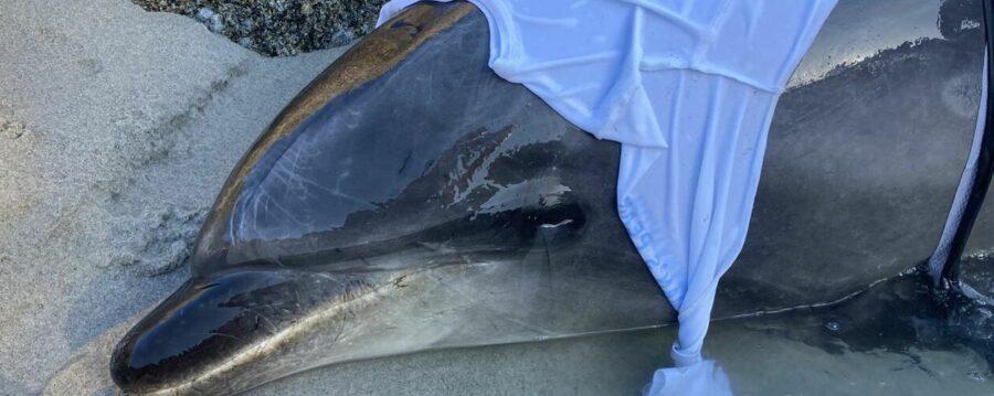 NSRI Assists in Rescue of Beached Dolphins