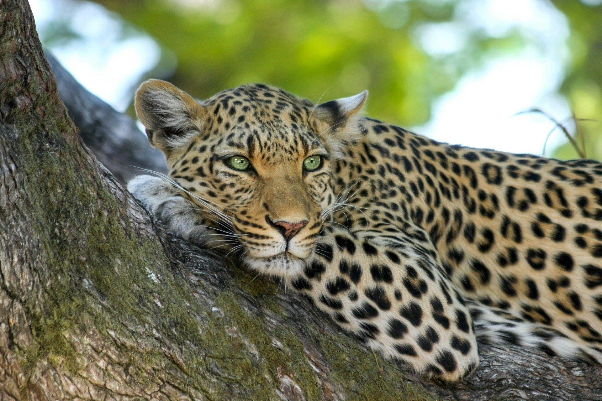 Kruger National Park leopard