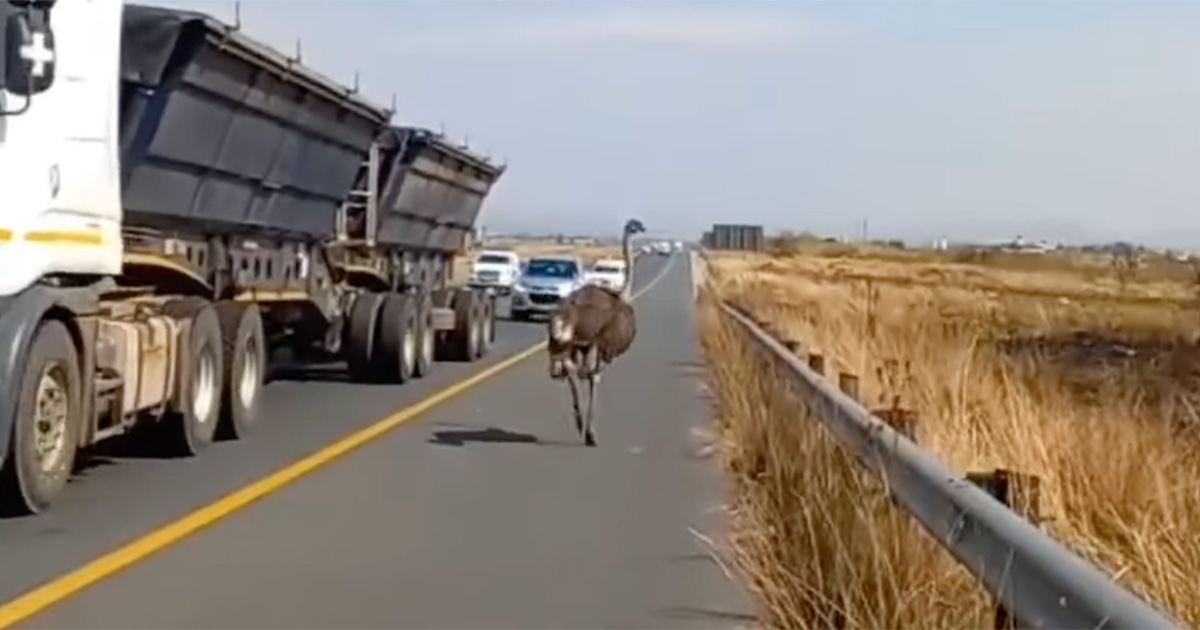 ostrich-highway-south-africa