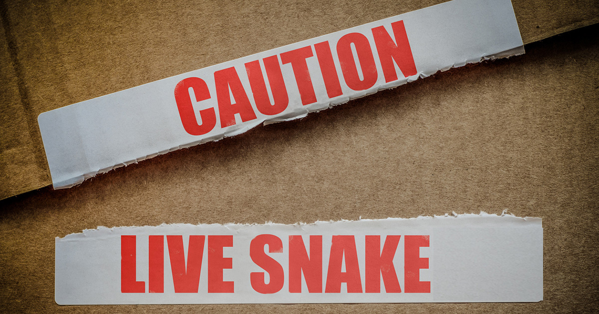 Snake Scares Clinic Staff in Gauteng, South Africa
