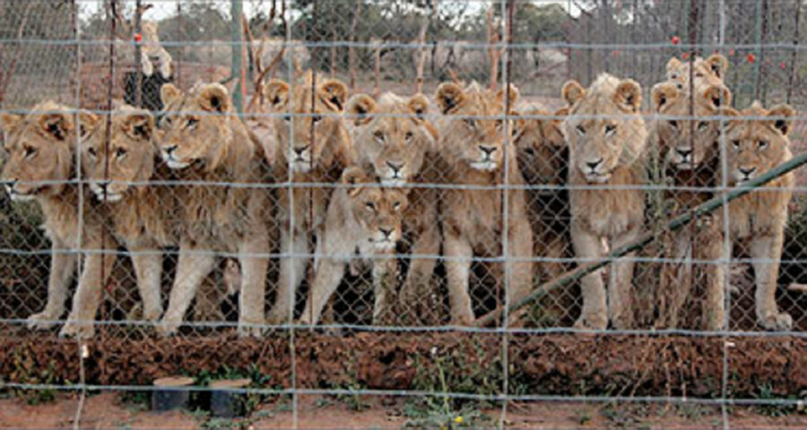 SA on the brink of phasing out the commercial captive lion breeding industry