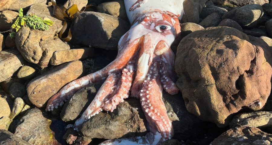 Giant squid and Pilot whale calf washed ashore along Atlantic coastline