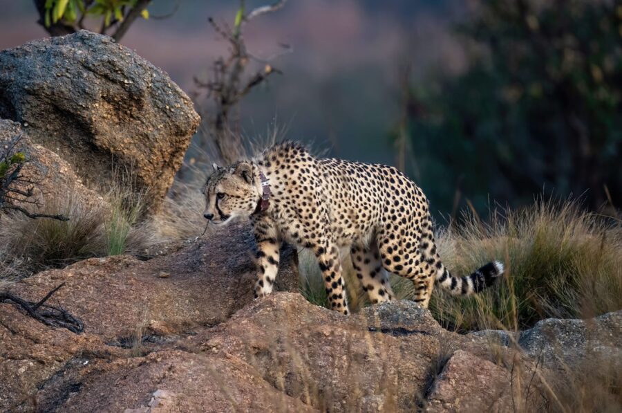 cheetah, collared cheetah, babanango game reserve, zululand, safari south africa, cheetah walking on rocks in the wilderness