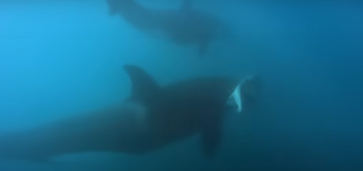 orcas Robben Island