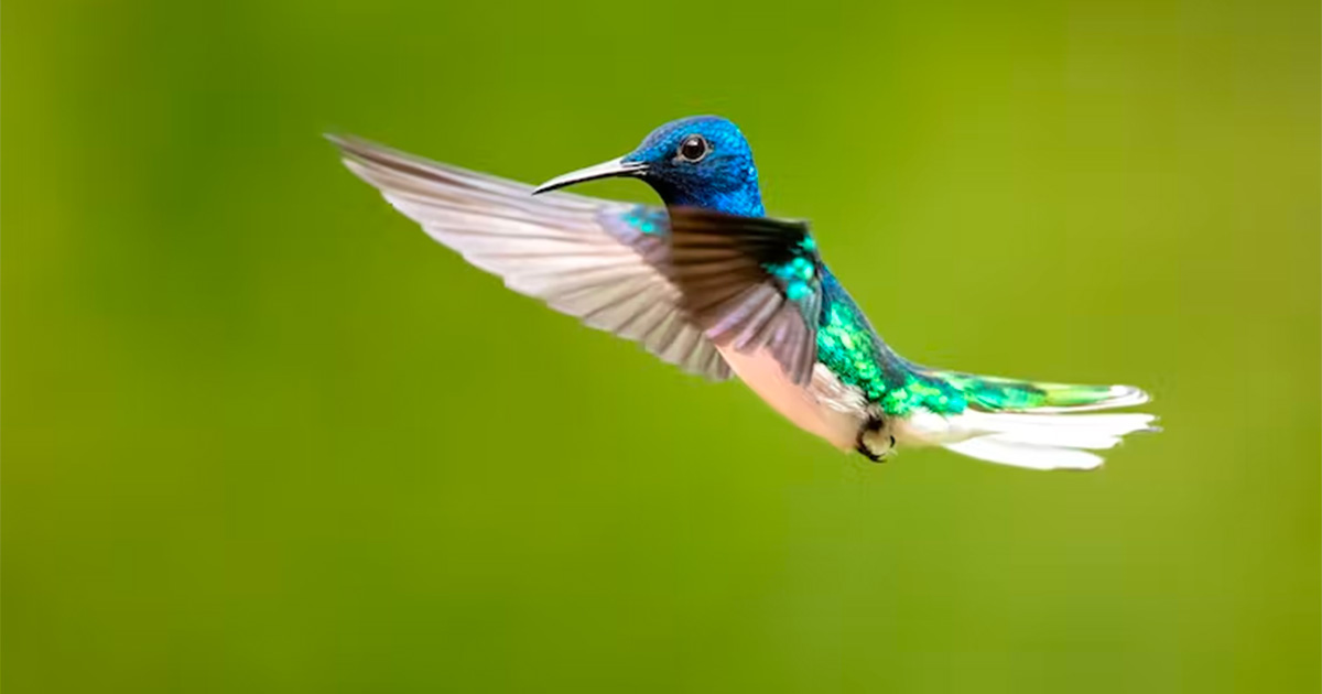 The white-necked jacobin (Florisuga mellivora) is a medium-size hummingbird Milan Zygmunt/Shutterstock
