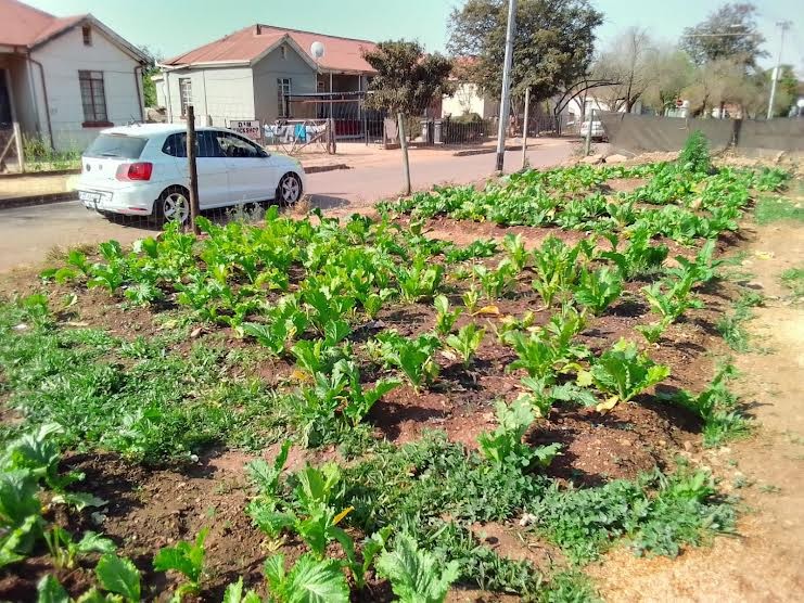 What was a rubbish dump has been turned into a vegetable garden in Salvokop, Tshwane. Photo: Ezekiel Kekana