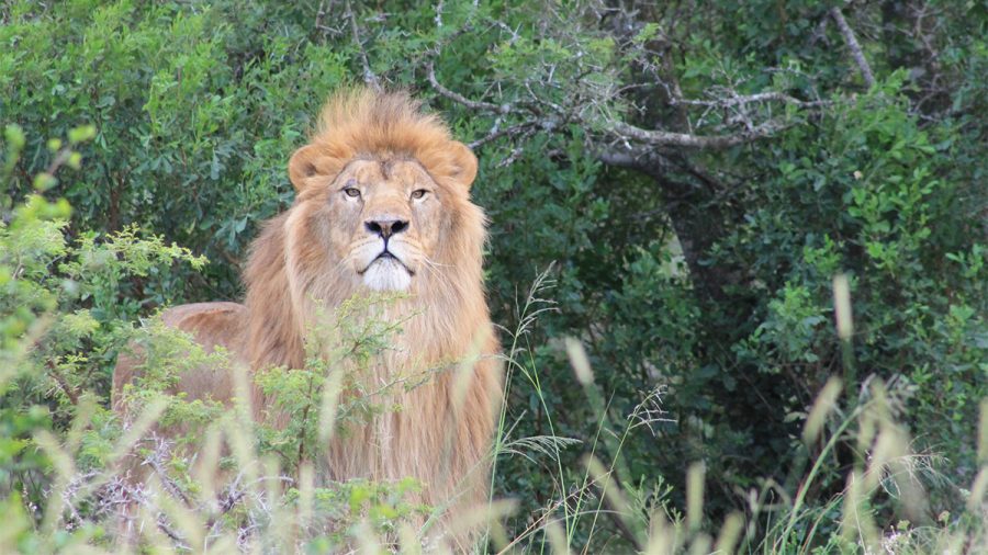 Ukrainian ‘POW’ lions rescued and relocated to South Africa