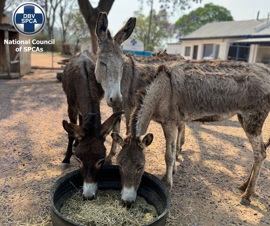 NSPCA donkey rescues and adopti