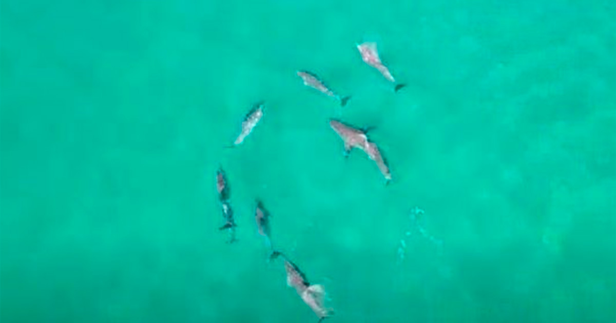 Incredible moment dolphin swims straight at surfer and almost hits him