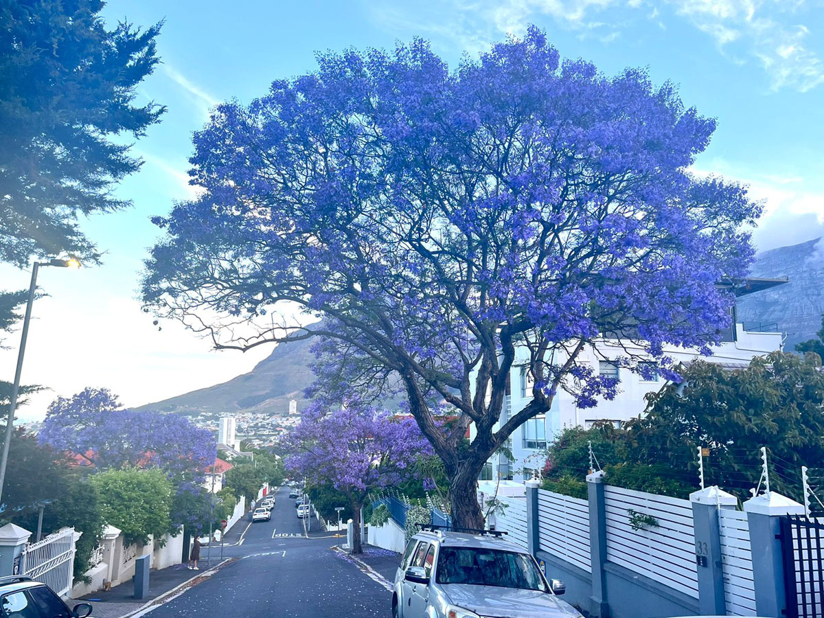 It's Not Pretoria! It's Cape Town! Jacaranda Trees Are Painting the