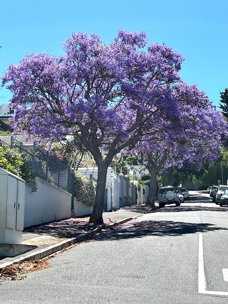 It's Not Pretoria! It's Cape Town! Jacaranda Trees Are Painting the