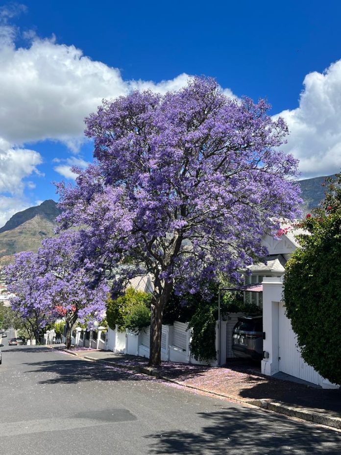 It's Not Pretoria! It's Cape Town! Jacaranda Trees Are Painting the
