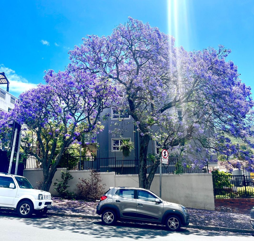 It's Not Pretoria! It's Cape Town! Jacaranda Trees Are Painting the
