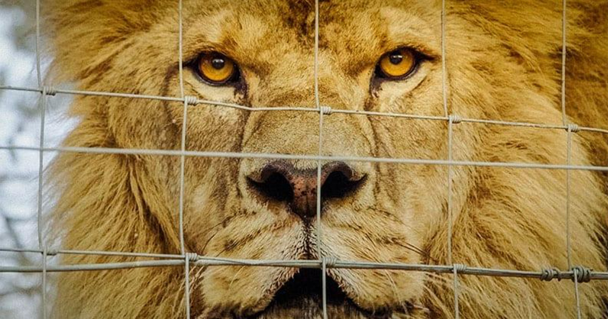 New Doc 'Lions, Bones & Bullets' Exposes SA's Captive Lion Industry