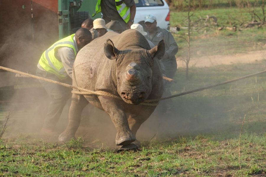 Black rhino translocation, Babanango Game Reserve, Black rhino orphans, black rhino