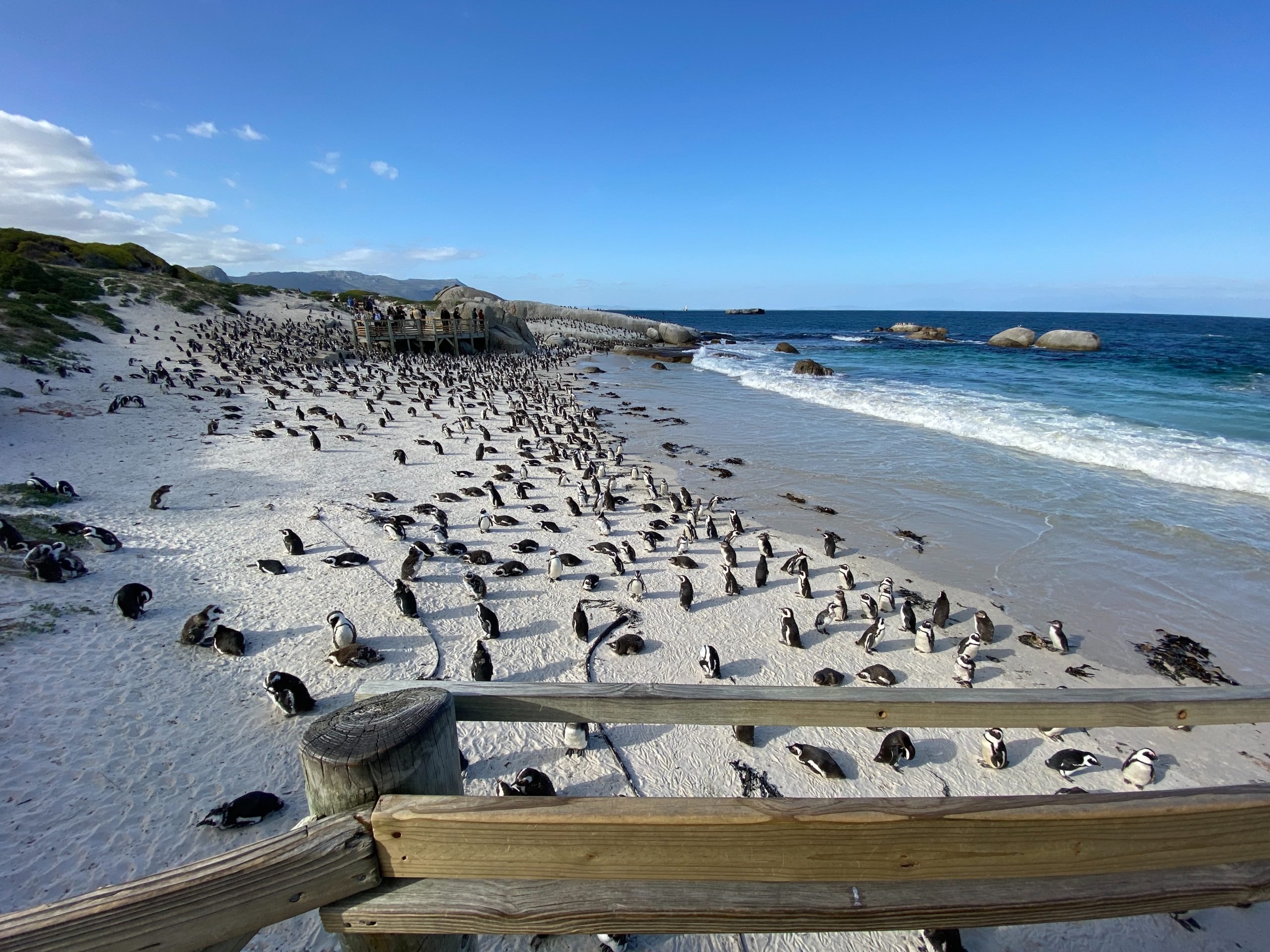 boulders beach penguin colony