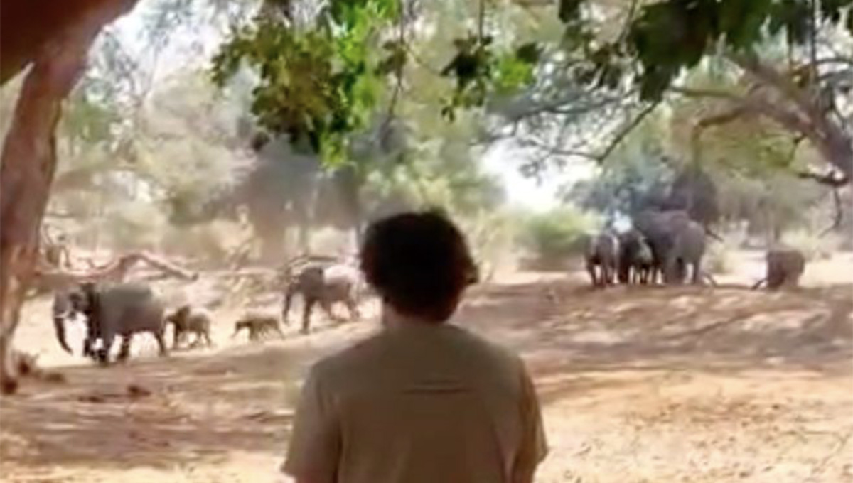 Charging Elephant Kruger National Park