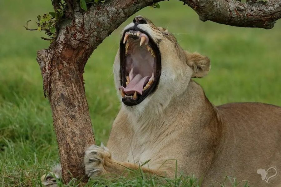 lion Kruger National Park