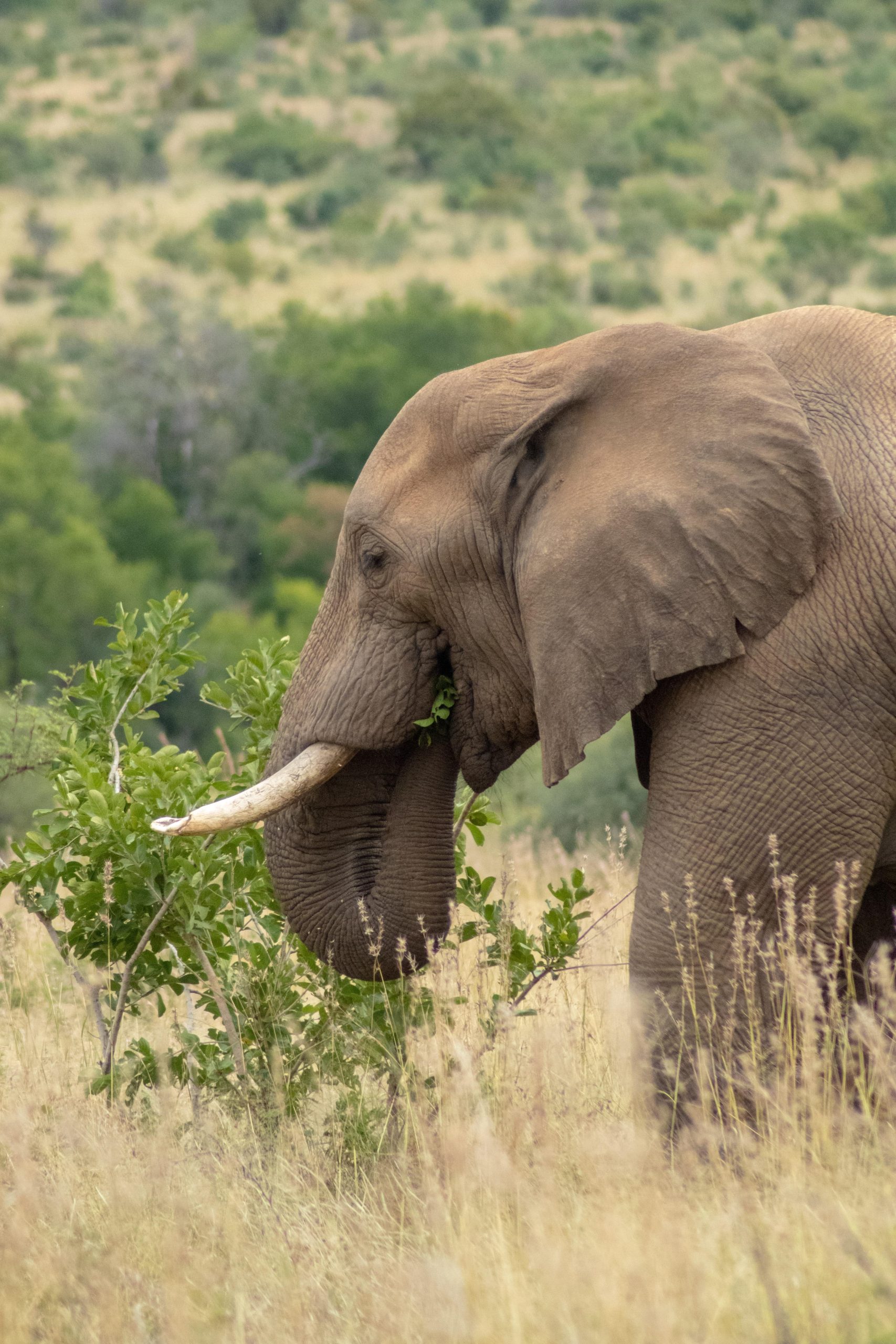 Angry Elephant - Pilanesberg National Park