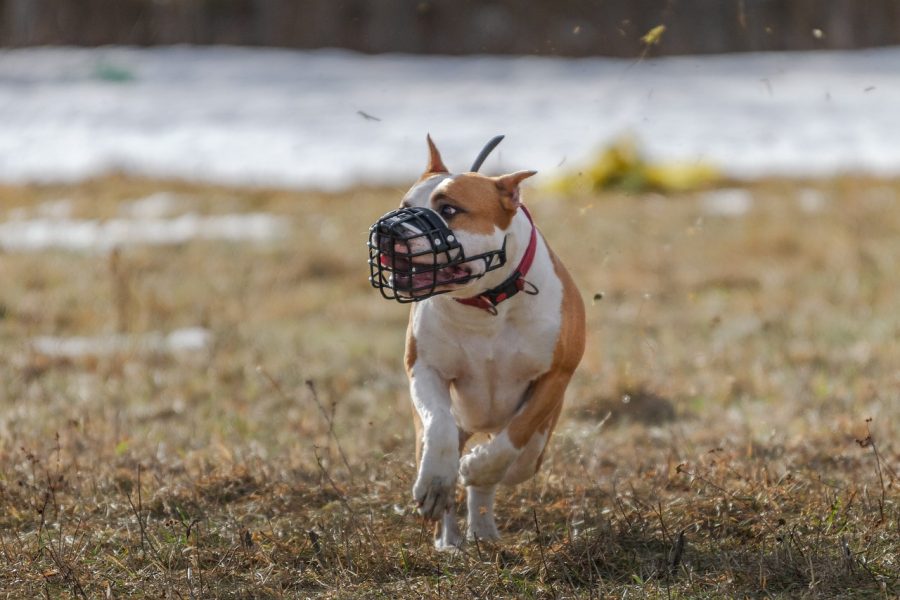 UK Mother Faces Jail After Her Pet Dog Killed Her 3-Month-Old Baby