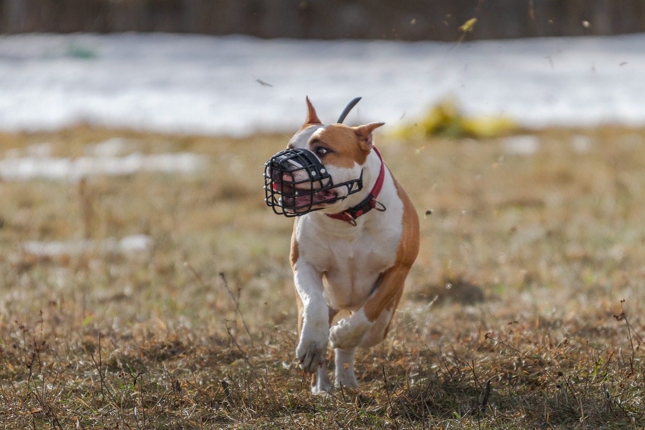 Pit Bull Dogs Stoned And Set Alight In