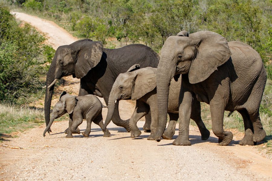 Ten elephants escape Ithala Game Reserve