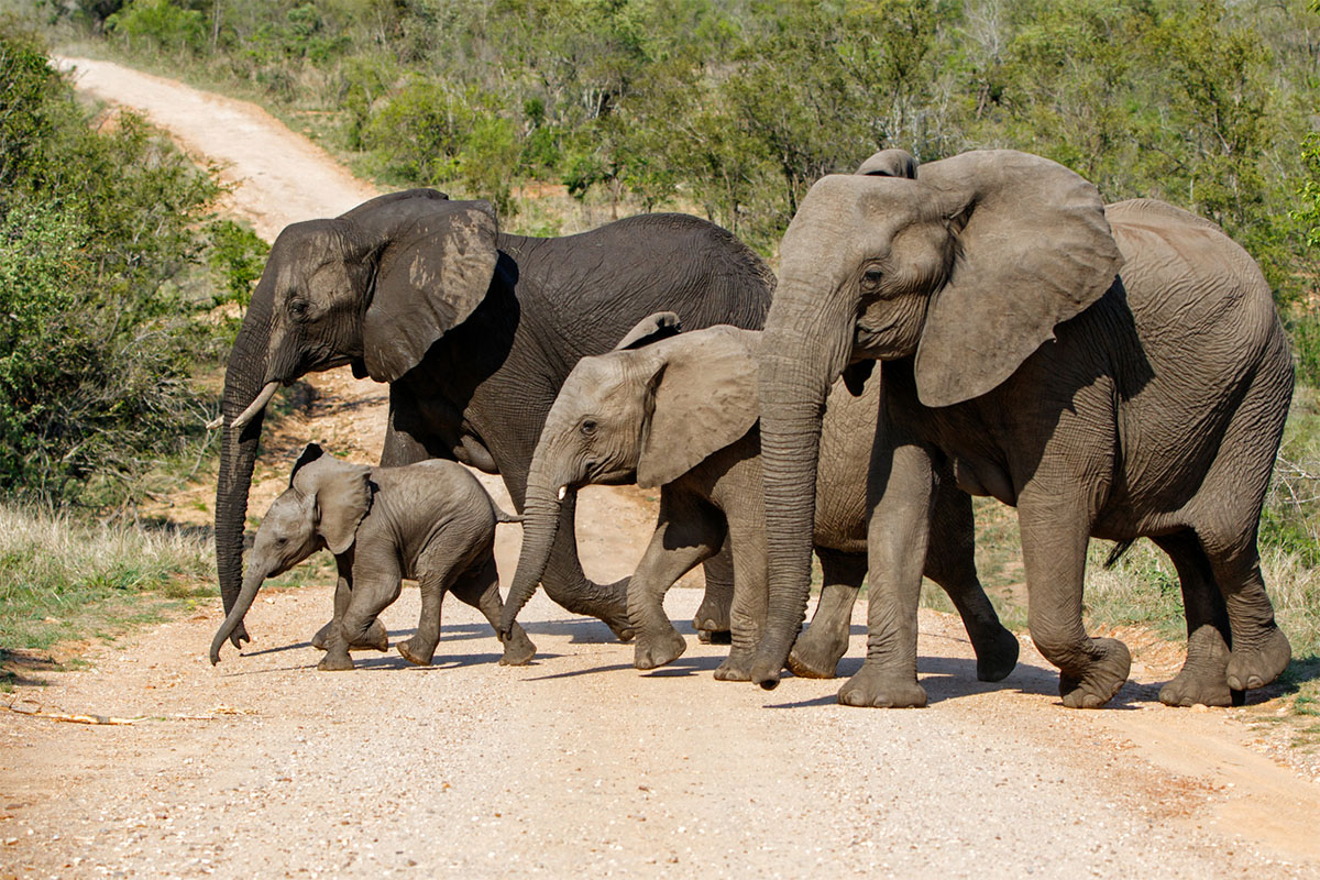 elephants Kruger National Park