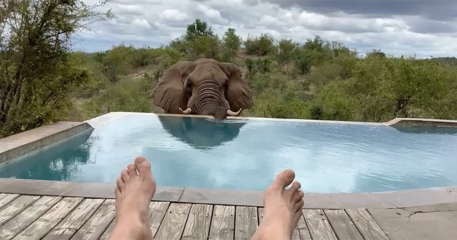 Wild Elephant Enjoys Swimming Pool Splash in South Africa