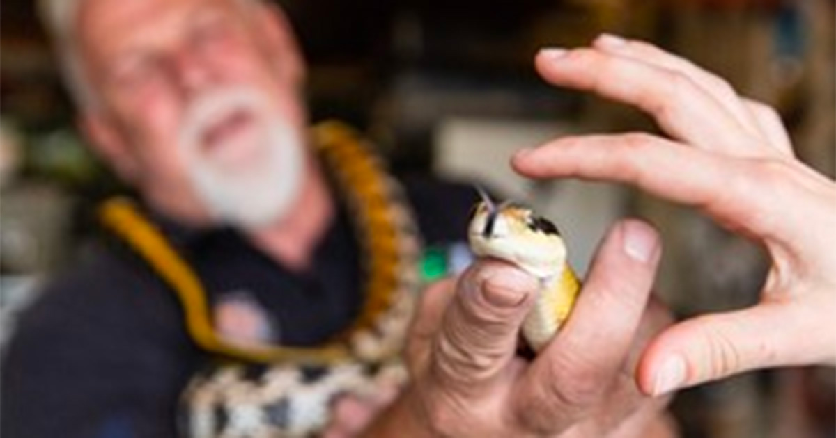 Snake Handler Has Caught TWICE As Many Snakes This Season in Western Cape