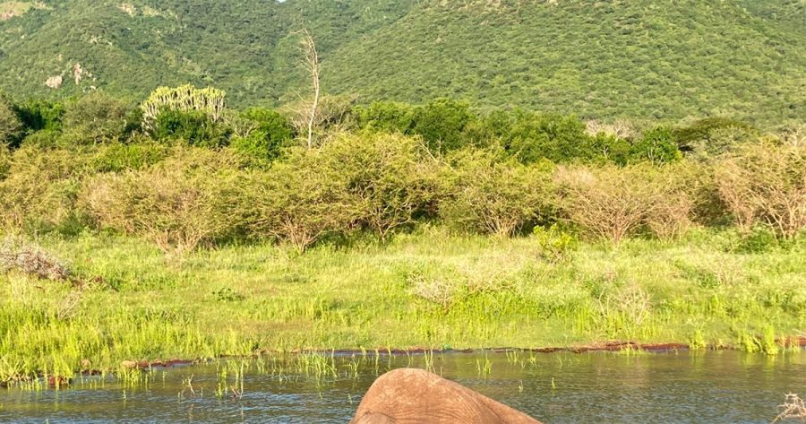 Mass Slaughter of Elephants by Armed Poachers in South Africa