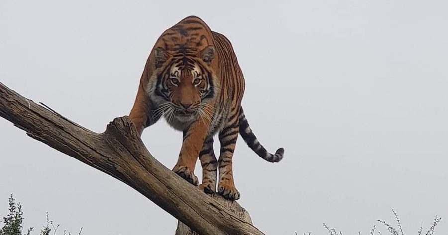 Wild Animals Should NOT Be Kept as Pets, Says World Animal Protection in Wake of Tiger Tragedy