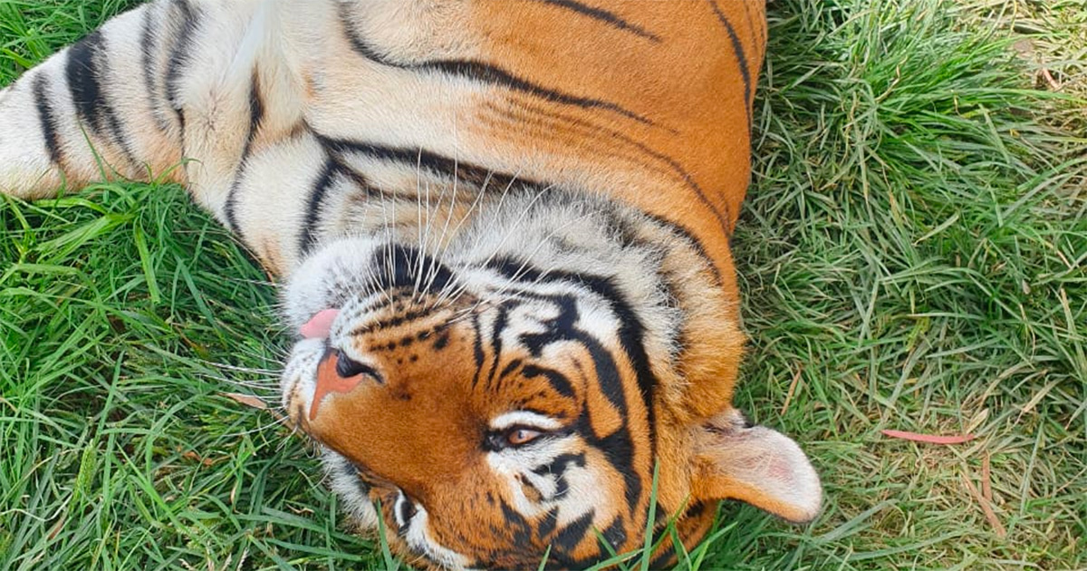 Escaped Tiger in South Africa Leaves Victims in its Wake.