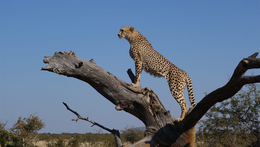 man sleeps with cheetahs