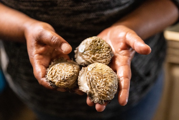 Doring Bay Abalone, a land-based aquaculture farm, produces about 60 tonnes of Haliotis midae abalone per year. Photos: Ashraf Hendricks