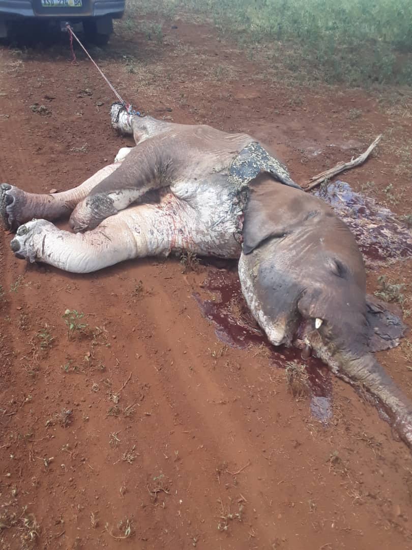 Mass Slaughter of Elephants by Armed Poachers in South Africa
