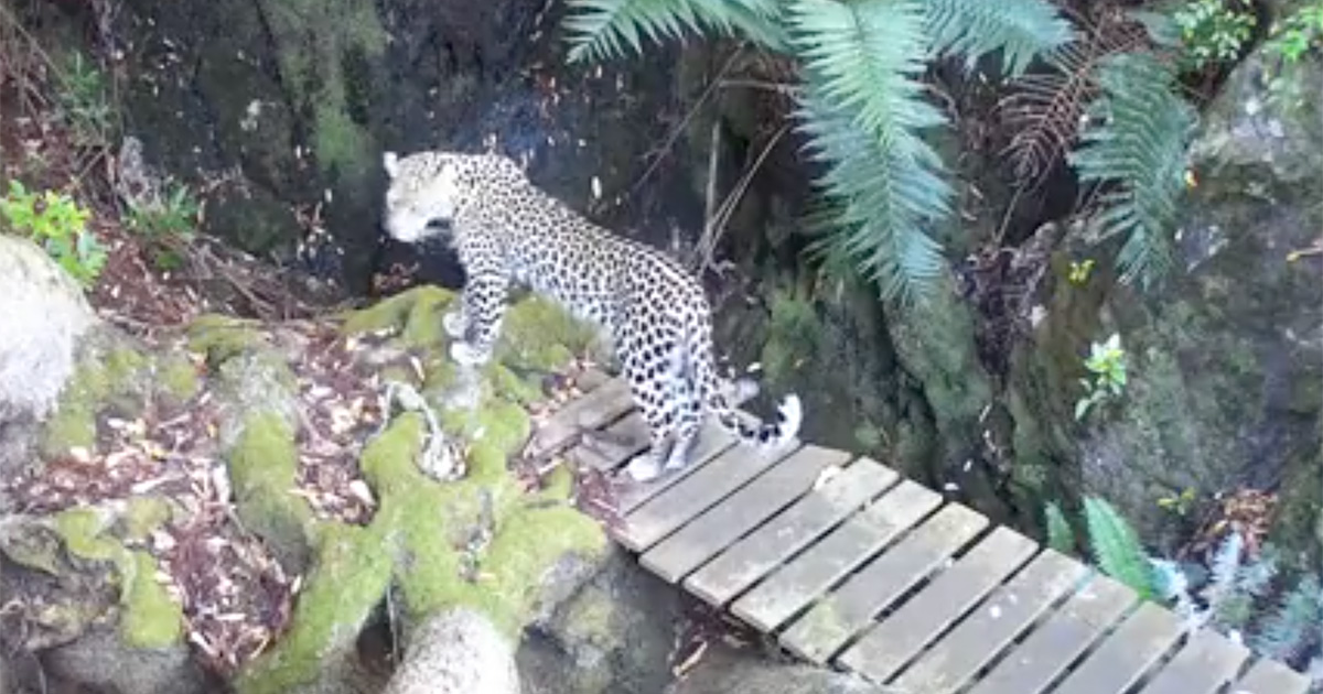 Cape-Leopard-video
